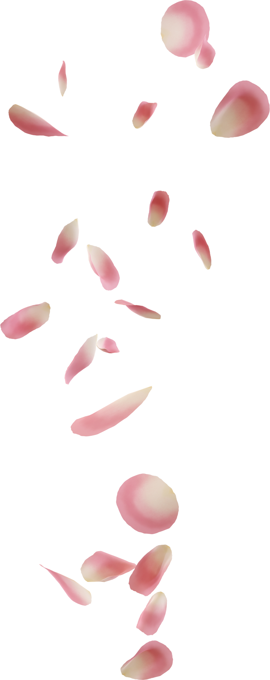 flying pink rose petal