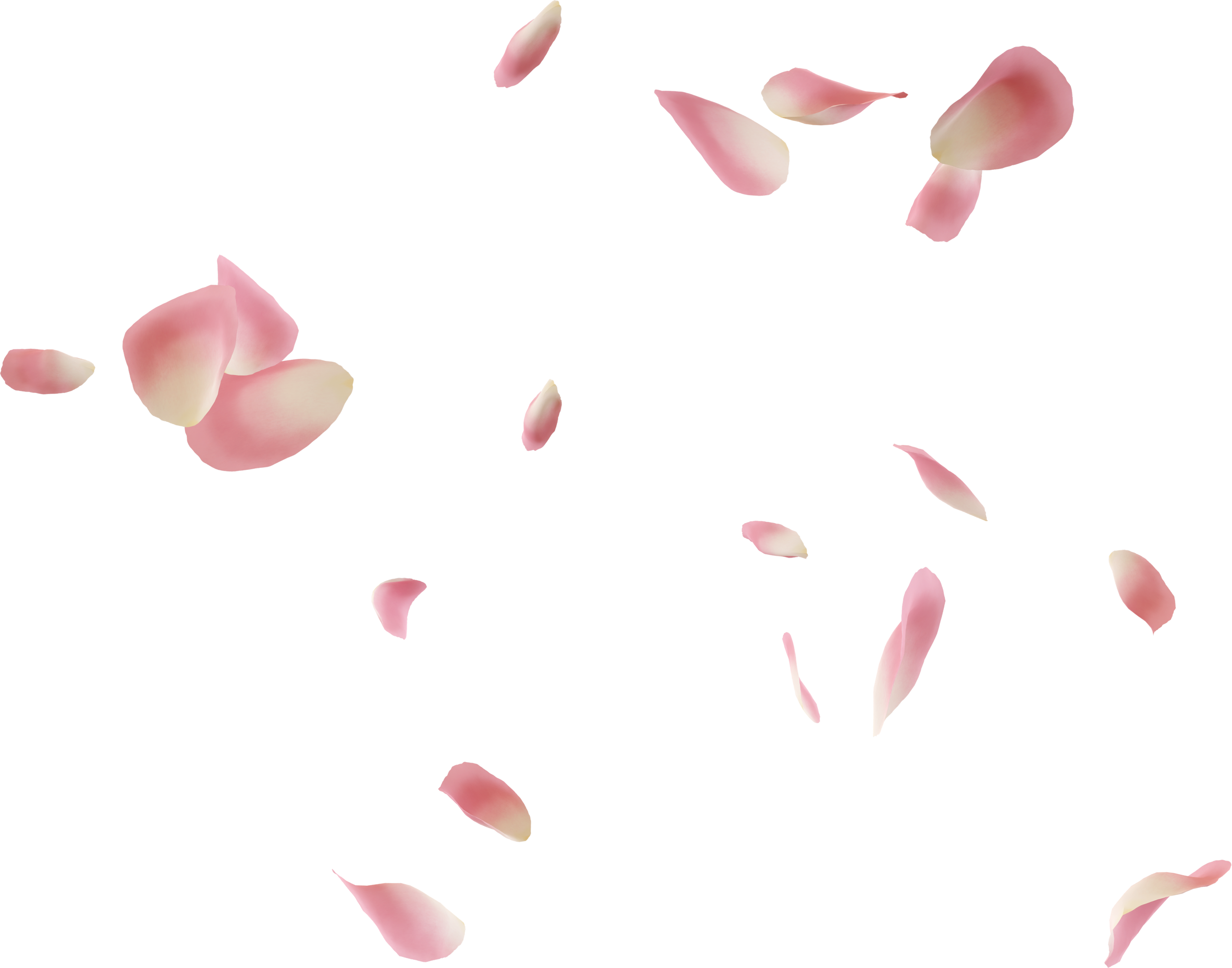 flying pink rose petal